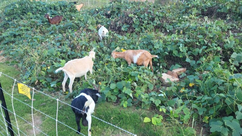 Silver Comet Trail - Linear Park Trailhead - Powder Springs, GA