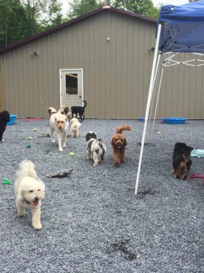 Pawnal Pets - Pownal, VT