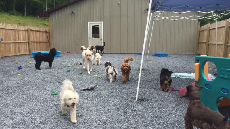 Pawnal Pets - Pownal, VT