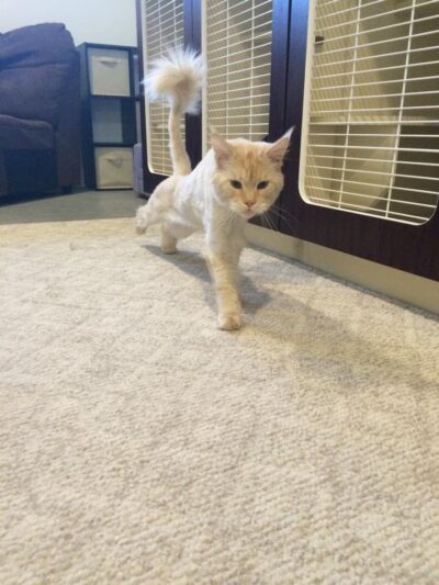 Pawnal Pets - Pownal, VT