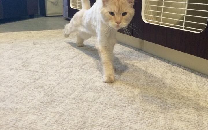 Pawnal Pets - Pownal, VT