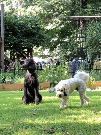 Pawnal Pets - Pownal, VT