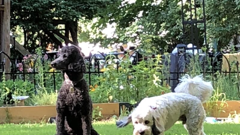 Pawnal Pets - Pownal, VT