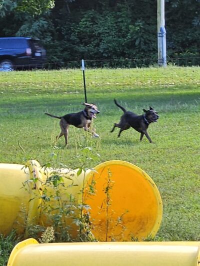 Jamieson Dog Park - Poynette, WI