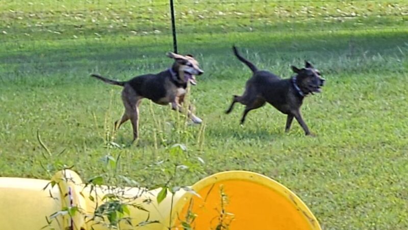 Jamieson Dog Park - Poynette, WI