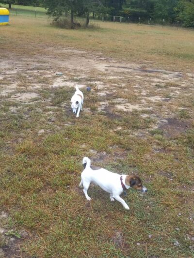 Jamieson Dog Park - Poynette, WI