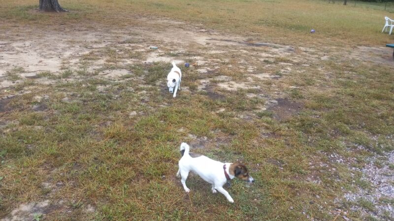 Jamieson Dog Park - Poynette, WI
