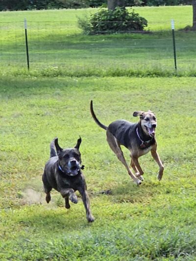 Jamieson Dog Park - Poynette, WI