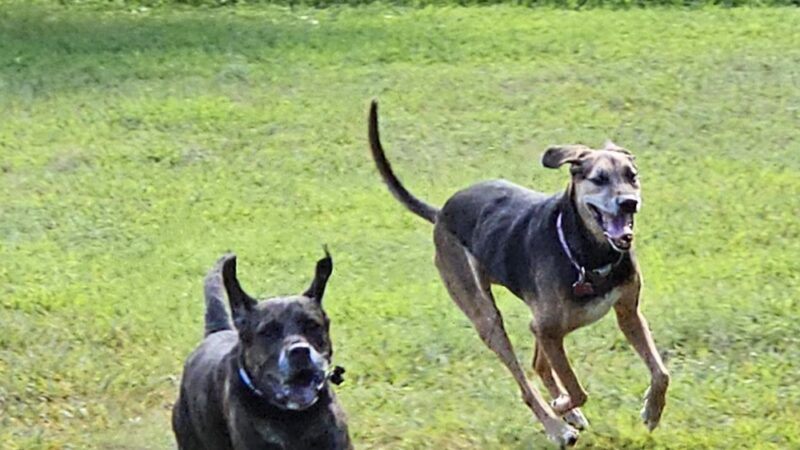Jamieson Dog Park - Poynette, WI