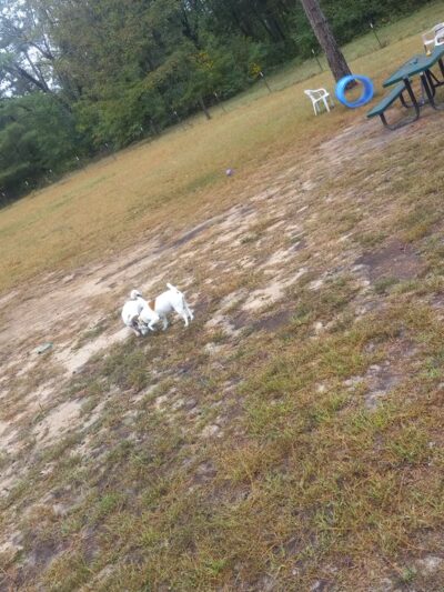 Jamieson Dog Park - Poynette, WI