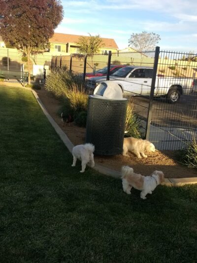 Granville Dog Park (Private Park) - Prescott Valley, AZ