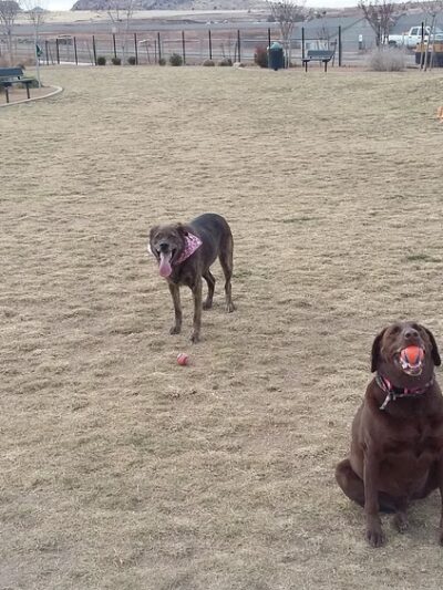 Granville Dog Park (Private Park) - Prescott Valley, AZ