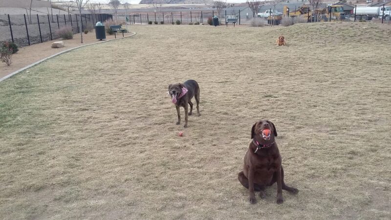 Granville Dog Park (Private Park) - Prescott Valley, AZ