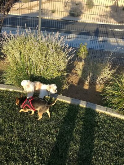 Granville Dog Park (Private Park) - Prescott Valley, AZ