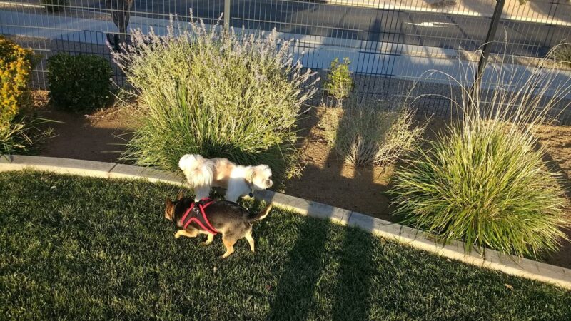 Granville Dog Park (Private Park) - Prescott Valley, AZ