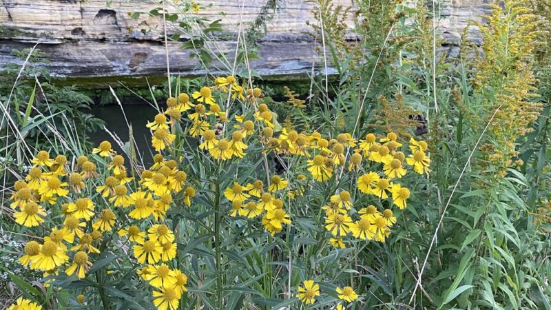 Preston City Park - Preston, MN