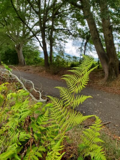 Curly Putman Park - Princeton, AL