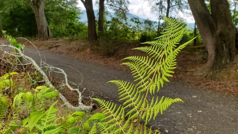 Curly Putman Park - Princeton, AL
