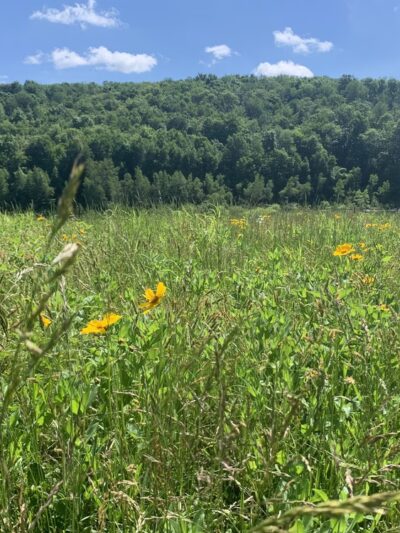 Prompton State Park - Prompton, PA