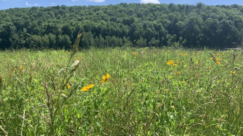 Prompton State Park - Prompton, PA