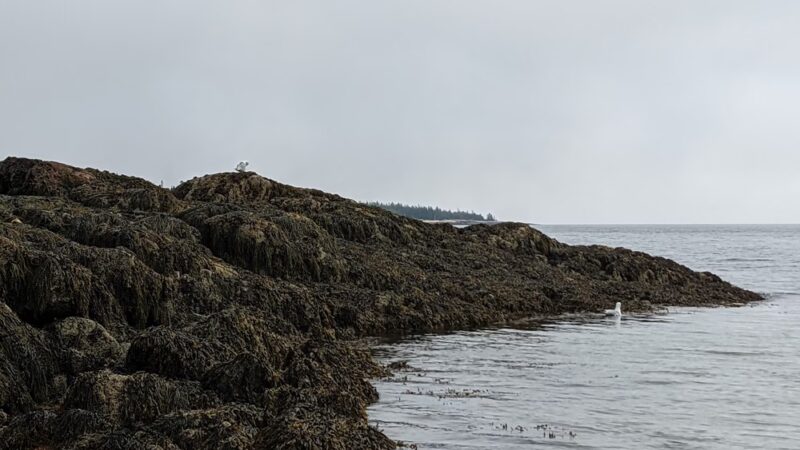 Sand Cove Beach - Prospect Harbor, ME