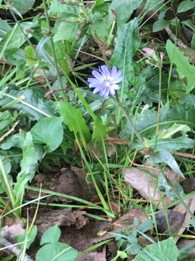 Country Gardens Park - Prospect Heights, IL