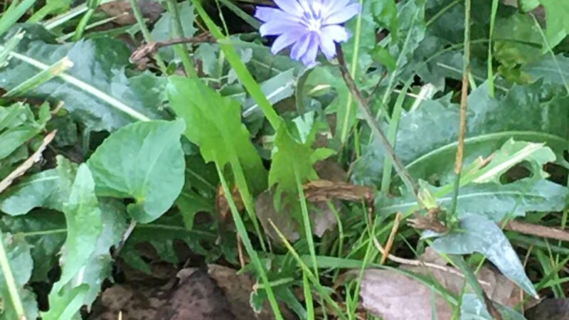 Country Gardens Park - Prospect Heights, IL