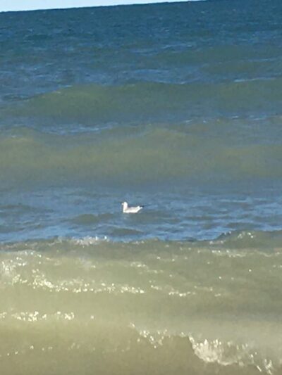 Country Gardens Park - Prospect Heights, IL