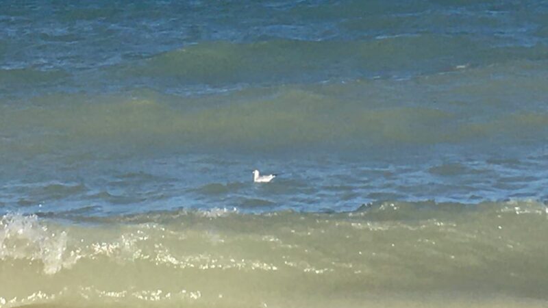 Country Gardens Park - Prospect Heights, IL