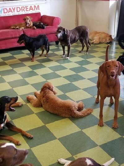 Doggy Daydream - Prospect Heights, IL