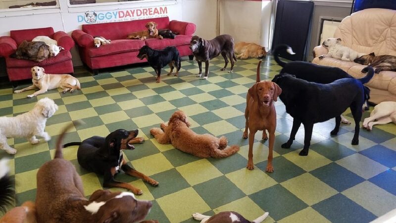 Doggy Daydream - Prospect Heights, IL