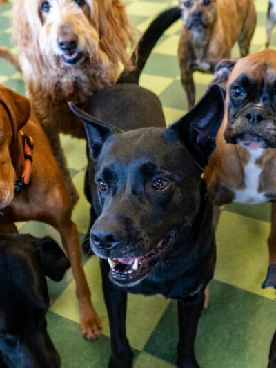 Doggy Daydream - Prospect Heights, IL