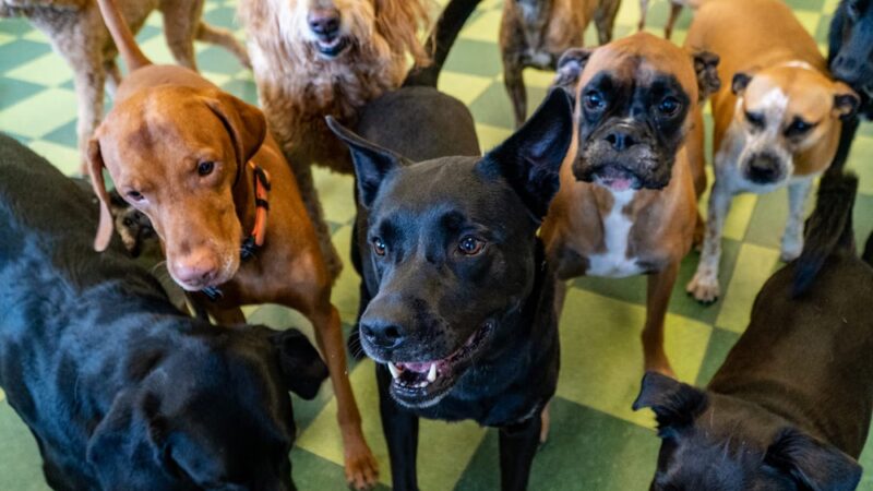 Doggy Daydream - Prospect Heights, IL