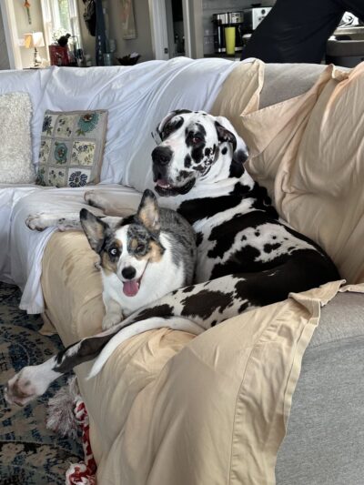 Doggy Daydream - Prospect Heights, IL