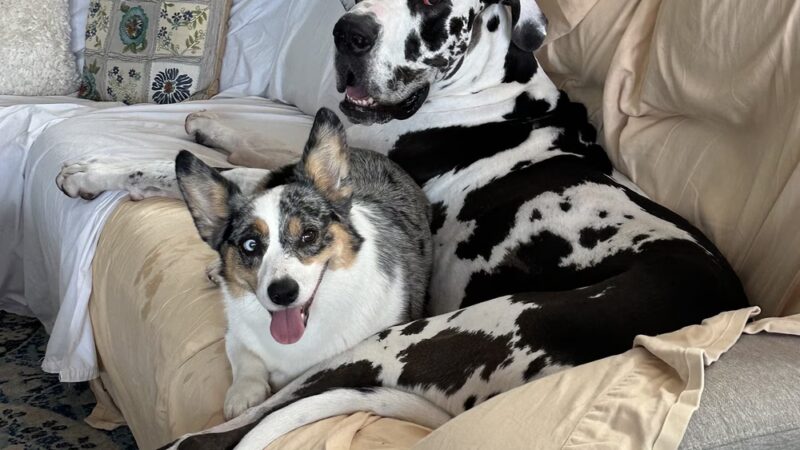 Doggy Daydream - Prospect Heights, IL