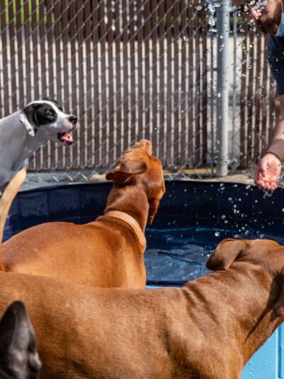 Doggy Daydream - Prospect Heights, IL