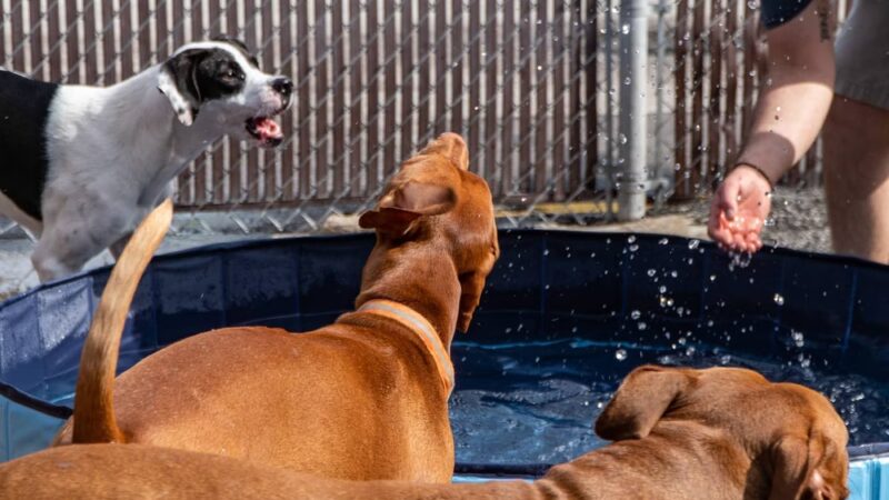 Doggy Daydream - Prospect Heights, IL