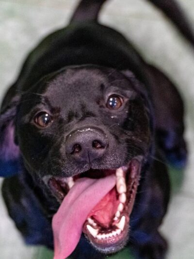 Doggy Daydream - Prospect Heights, IL