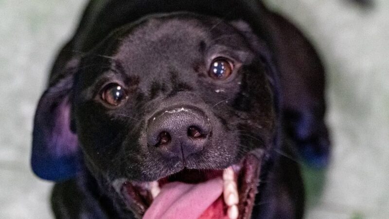 Doggy Daydream - Prospect Heights, IL