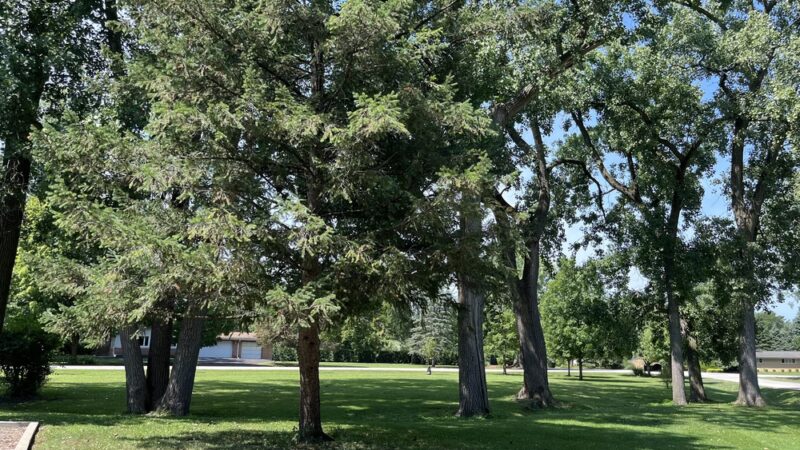 Jaycee Park - Prospect Heights, IL