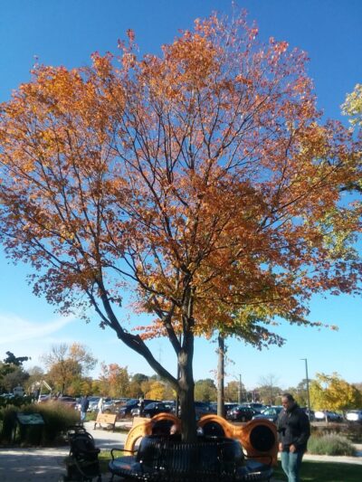 Kiwanis Park - Prospect Heights, IL