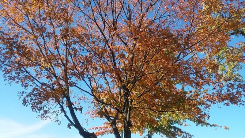 Kiwanis Park - Prospect Heights, IL