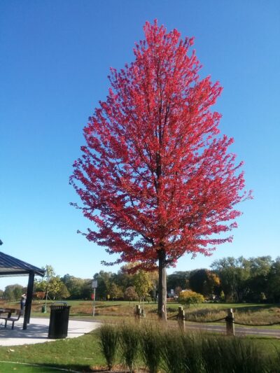 Kiwanis Park - Prospect Heights, IL
