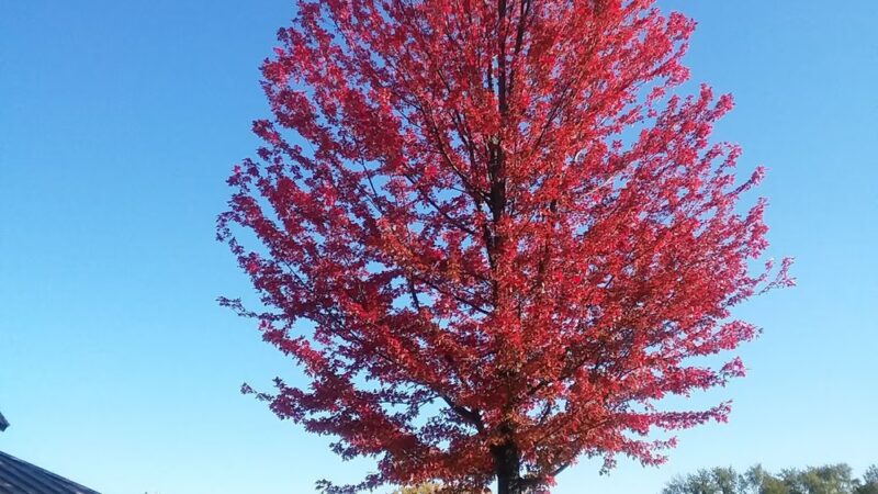 Kiwanis Park - Prospect Heights, IL