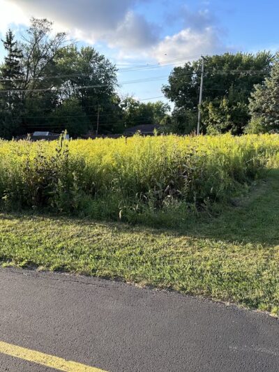 Prairie - Prospect Heights, IL