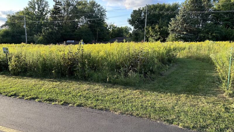 Prairie - Prospect Heights, IL