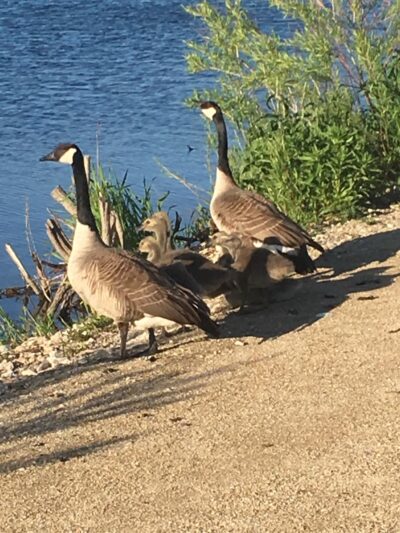 Somerset Park - Prospect Heights, IL