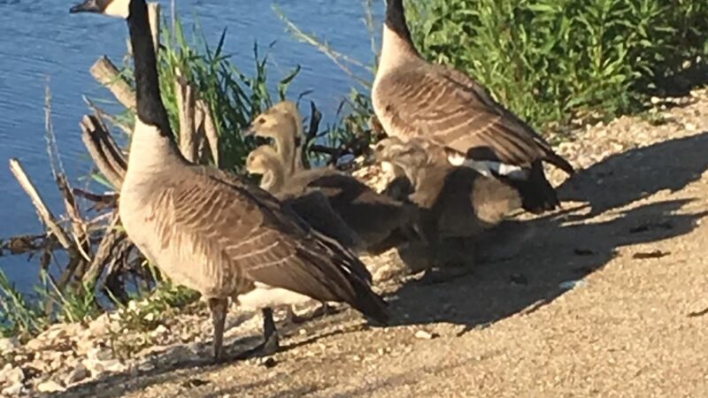 Somerset Park - Prospect Heights, IL