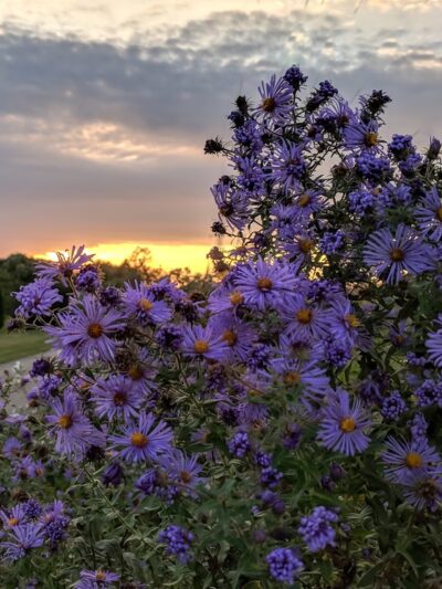 Somerset Park - Prospect Heights, IL