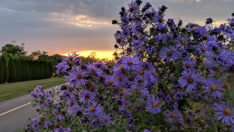Somerset Park - Prospect Heights, IL